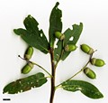 SpeciesSub: Heterophylla Group 'Salicifolia'